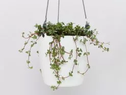 Pilea Libanensis Silver Sprinkles 12 Pilea Libanensis Silver Sprinkles -Plants in a Box Sales Shop HangingPotWhitePileaSprinkles detaill 76082c35 9b3a 4968 8867 5fda1684de25