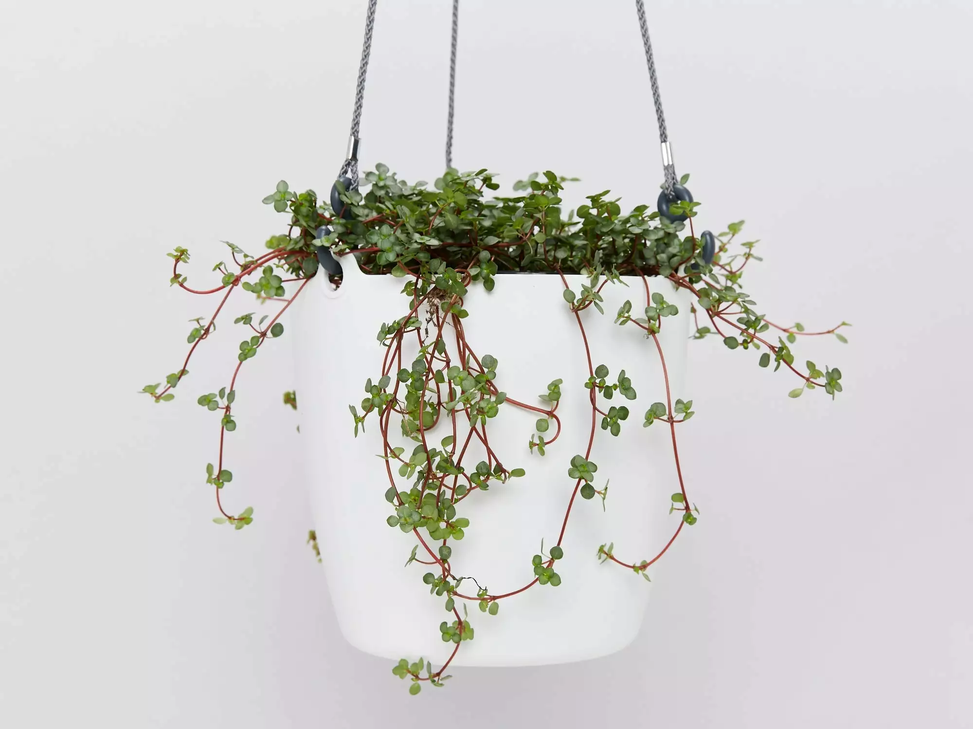 Pilea Libanensis Silver Sprinkles 7 Pilea Libanensis Silver Sprinkles - Image 5