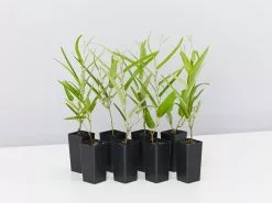 Meemaâ„¢ Hardenbergia Violacea 'HB1' PBR