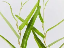 Meemaâ„¢ Hardenbergia Violacea 'HB1' PBR -Plants in a Box Sales Shop HardenbergiaViolaceaeMeema detail cda11158 6e59 457b a144 b0ad4b240565