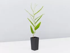 Meemaâ„¢ Hardenbergia Violacea 'HB1' PBR -Plants in a Box Sales Shop HardenbergiaViolaceaeMeema single df169574 860e 4bc6 ba52 848f3a346026