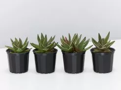 Haworthia Marginata 8 Haworthia Marginata -Plants in a Box Sales Shop HaworthiaMarginata 8 plants 5c5df781 7649 43a5 9087 6532549399f5
