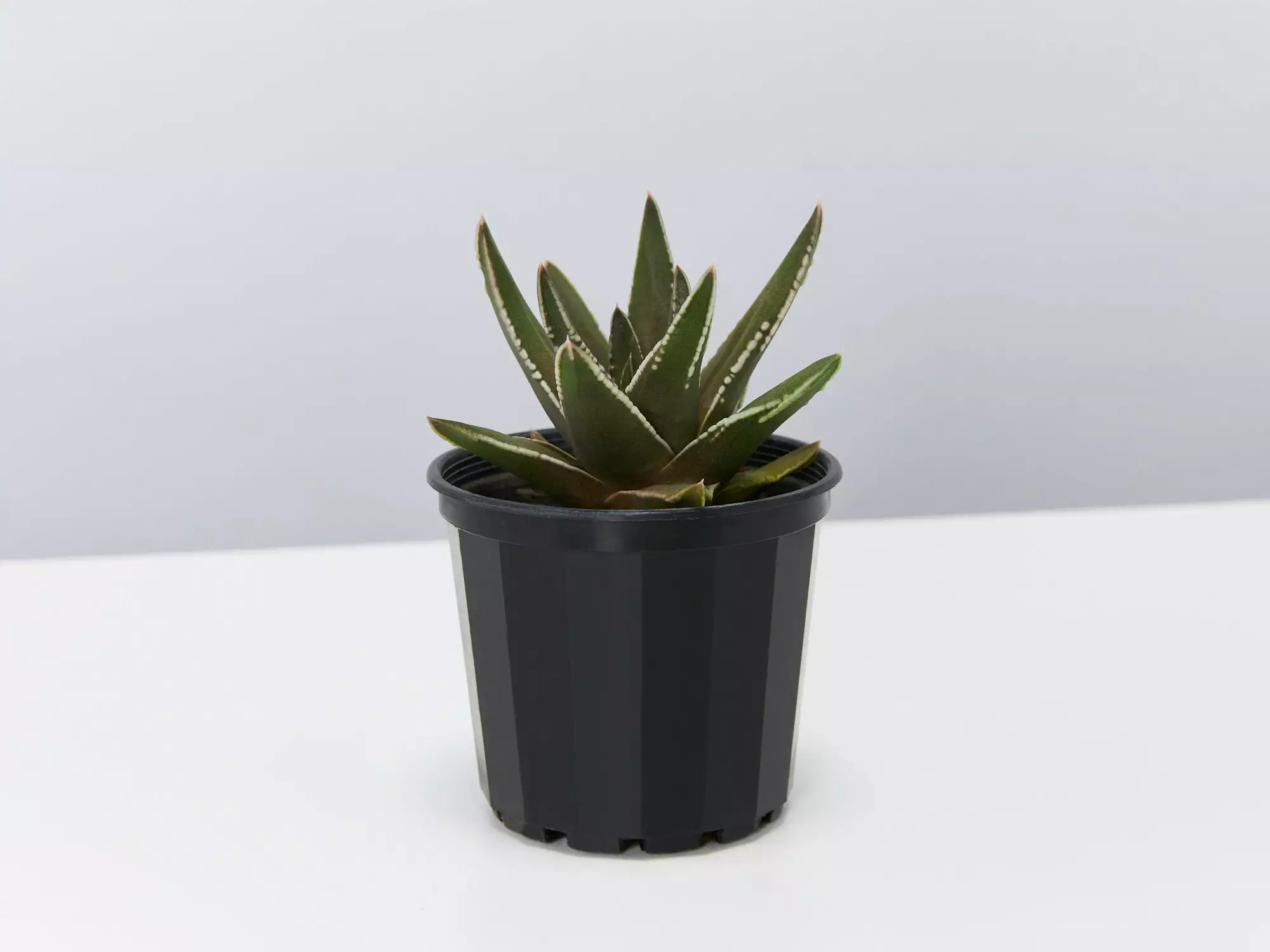 Haworthia Marginata 3 Haworthia Marginata