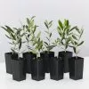 Helena Heritage Olive Tree -Plants in a Box Sales Shop HelenaHeritageOliveTree 8plants 5da2c083 030b 4bc2 869f 9f5286285373