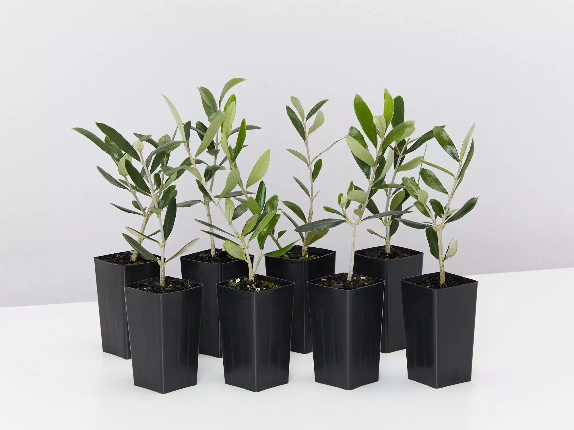 Helena Heritage Olive Tree 3 Helena Heritage Olive Tree