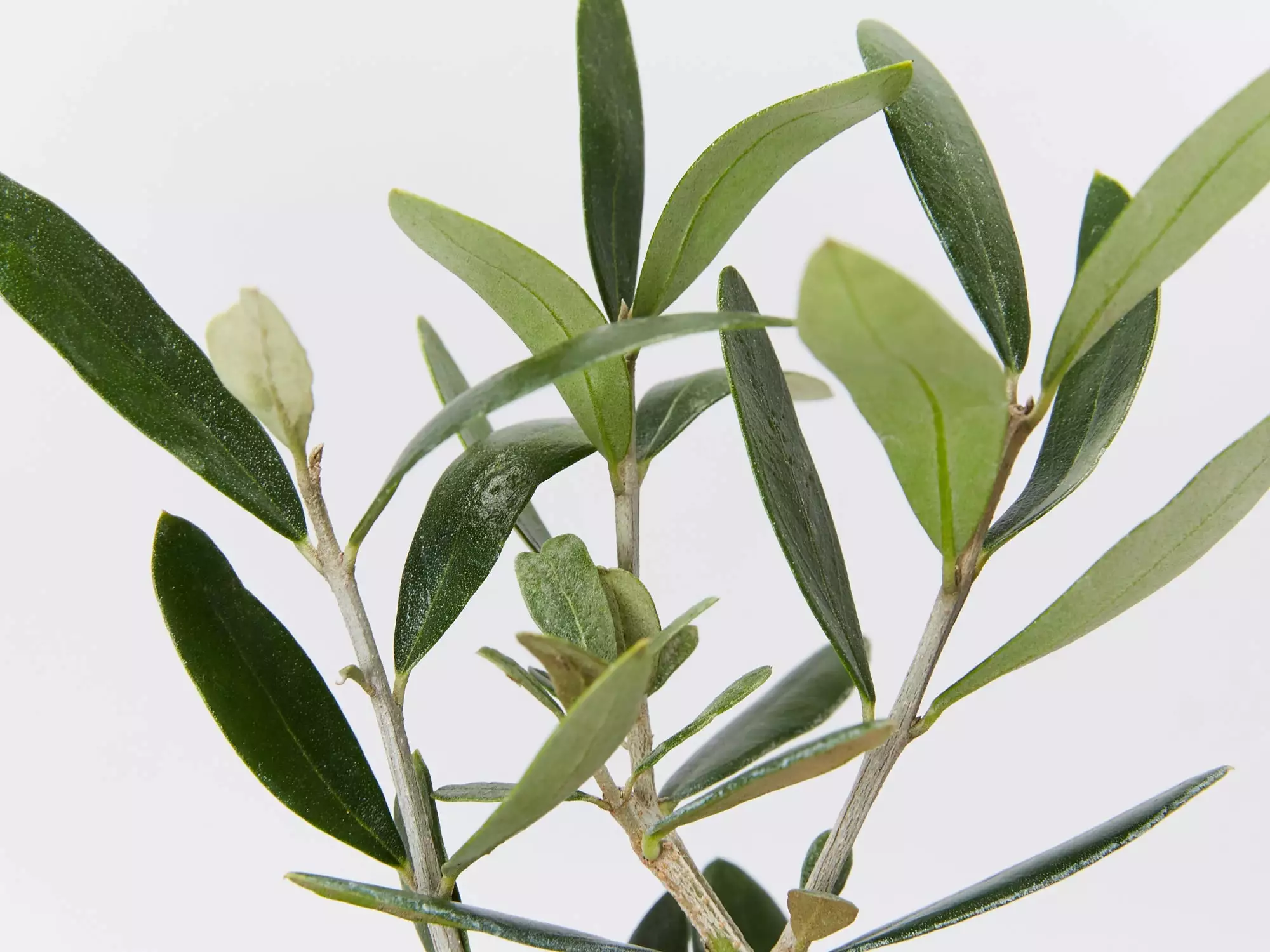 Helena Heritage Olive Tree 4 Helena Heritage Olive Tree - Image 2