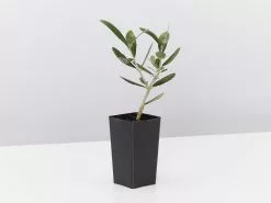 Helena Heritage Olive Tree 12 Helena Heritage Olive Tree -Plants in a Box Sales Shop HelenaHeritageOliveTree single 1c98a4cd 6bee 473a ae13 f49123c07c67