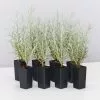 Helichrysum Italicum Curry Plant -Plants in a Box Sales Shop HelichrysumItalicum 8 plants 334aace1 d69e 4c76 9f2b 5568512696b3