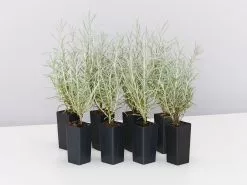 Helichrysum Italicum Curry Plant