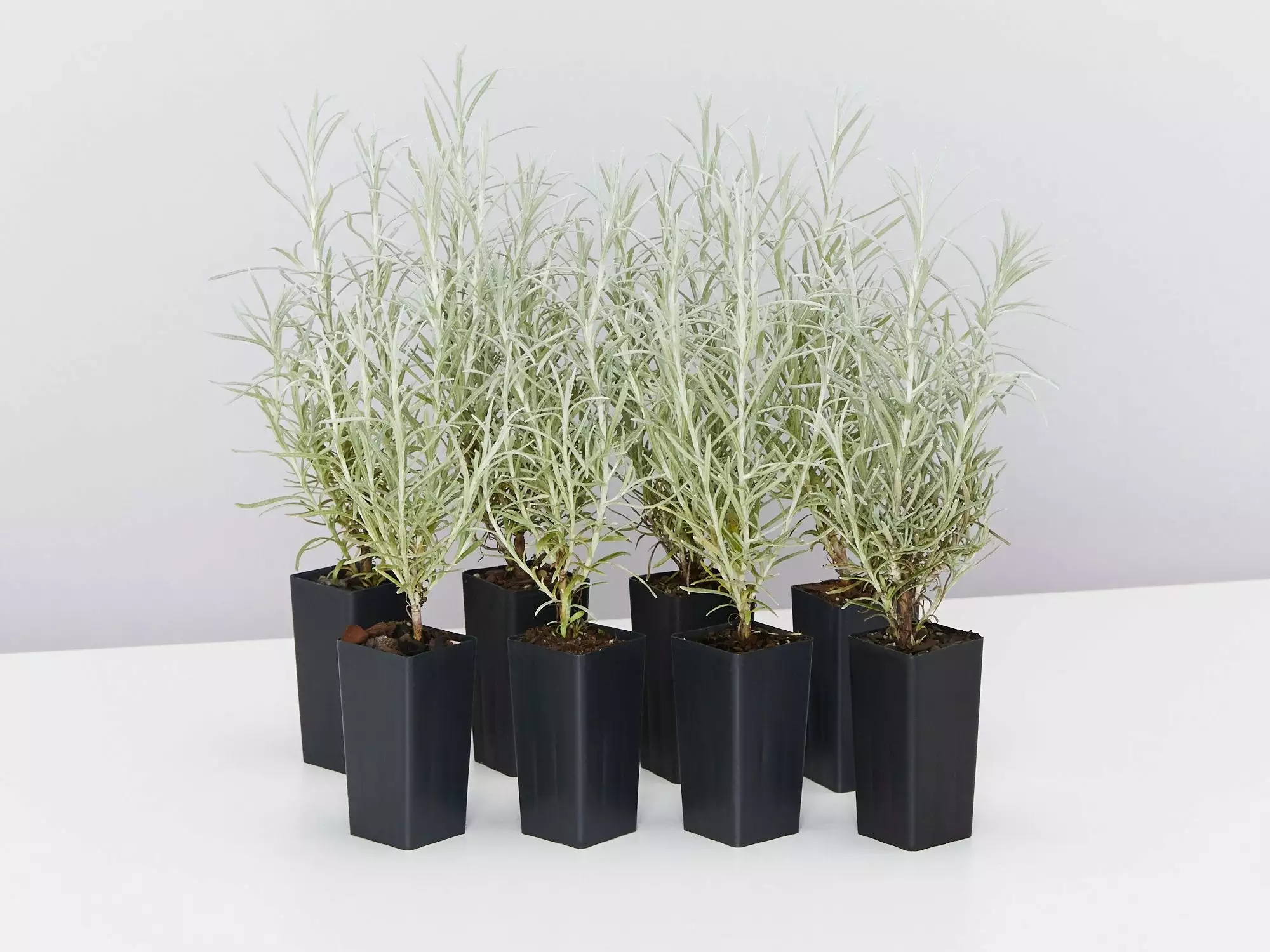 Helichrysum Italicum Curry Plant 3 Helichrysum Italicum Curry Plant