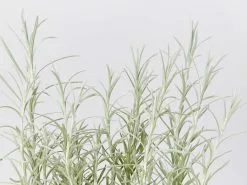 Helichrysum Italicum Curry Plant 10 Helichrysum Italicum Curry Plant -Plants in a Box Sales Shop HelichrysumItalicum detail 17694444 5135 4352 8c55 fff801d94237