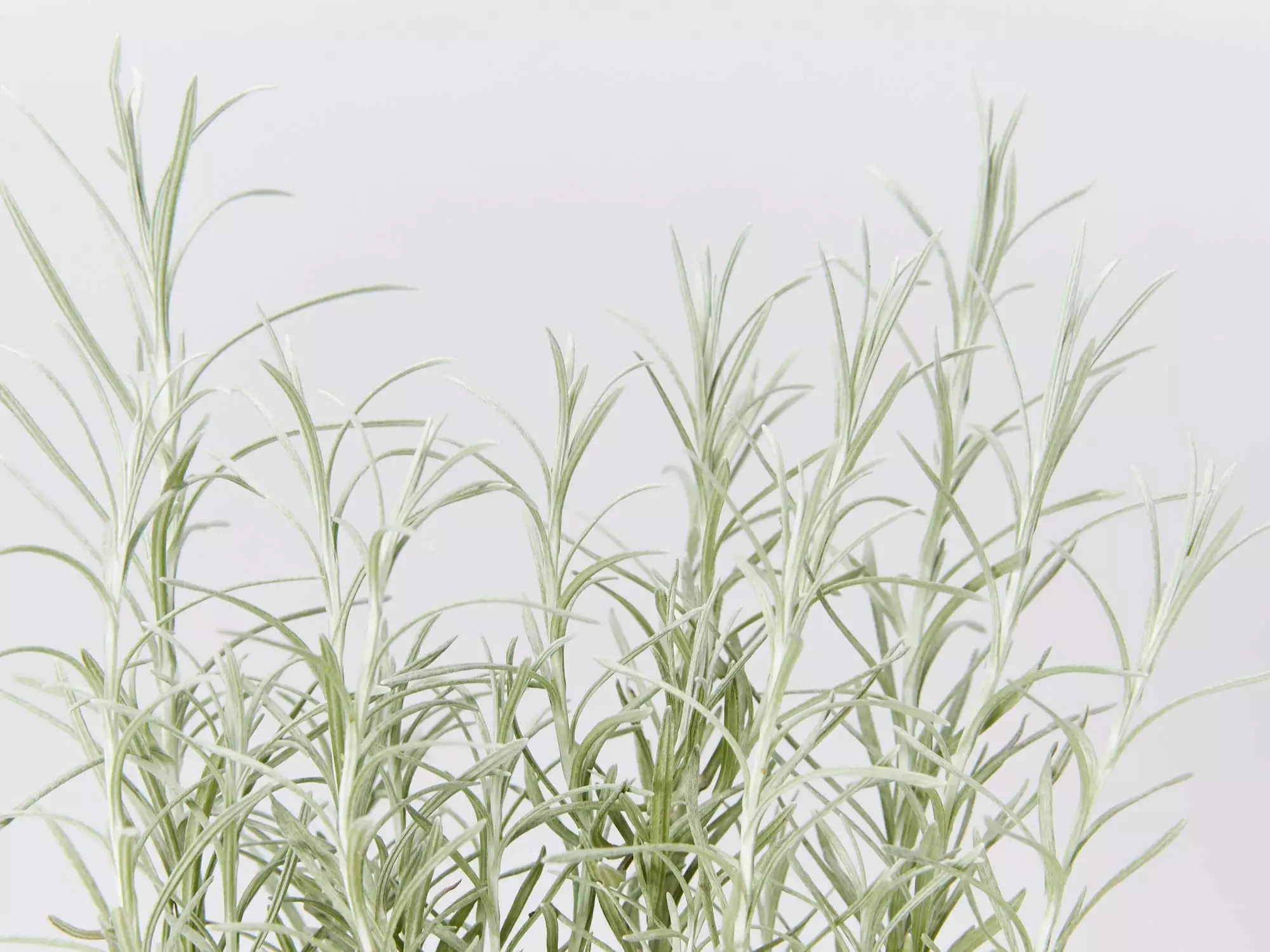 Helichrysum Italicum Curry Plant 5 Helichrysum Italicum Curry Plant - Image 3