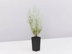 Helichrysum Italicum Curry Plant 12 Helichrysum Italicum Curry Plant -Plants in a Box Sales Shop HelichrysumItalicum single b7c31abb 365a 4304 b523 7489fa848a9b