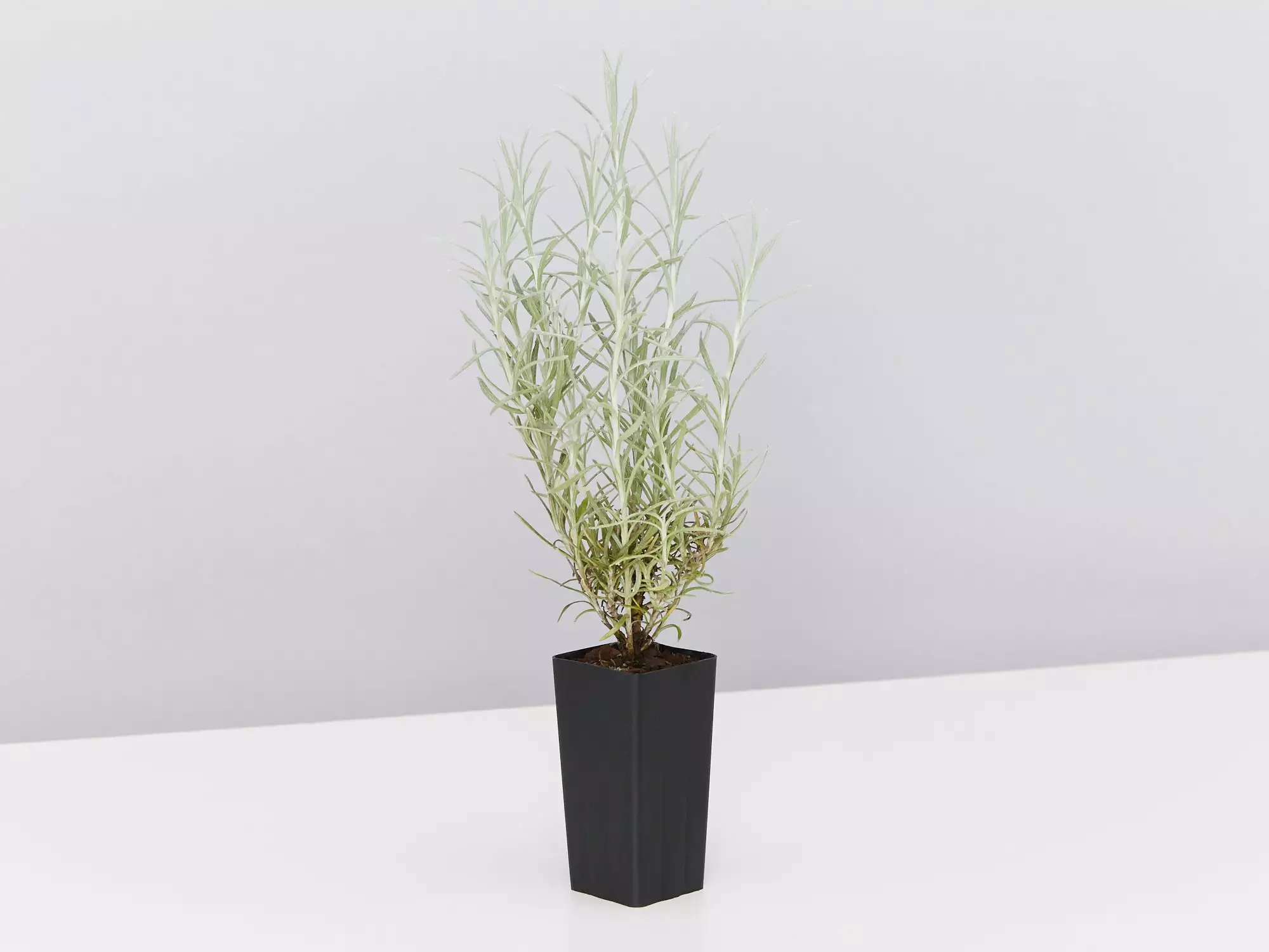 Helichrysum Italicum Curry Plant 7 Helichrysum Italicum Curry Plant - Image 5