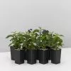 Heliotrope Marino Blue -Plants in a Box Sales Shop HeliotropeMarinoBlue 8plants cb94fa76 8c9b 4b96 be99 b5ce14a53859