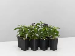 Heliotrope Marino Blue