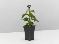 Heliotrope Marino Blue -Plants in a Box Sales Shop HeliotropeMarinoBlue single 33ca1d9f 7d9f 448d a637 eb5560cda6cc