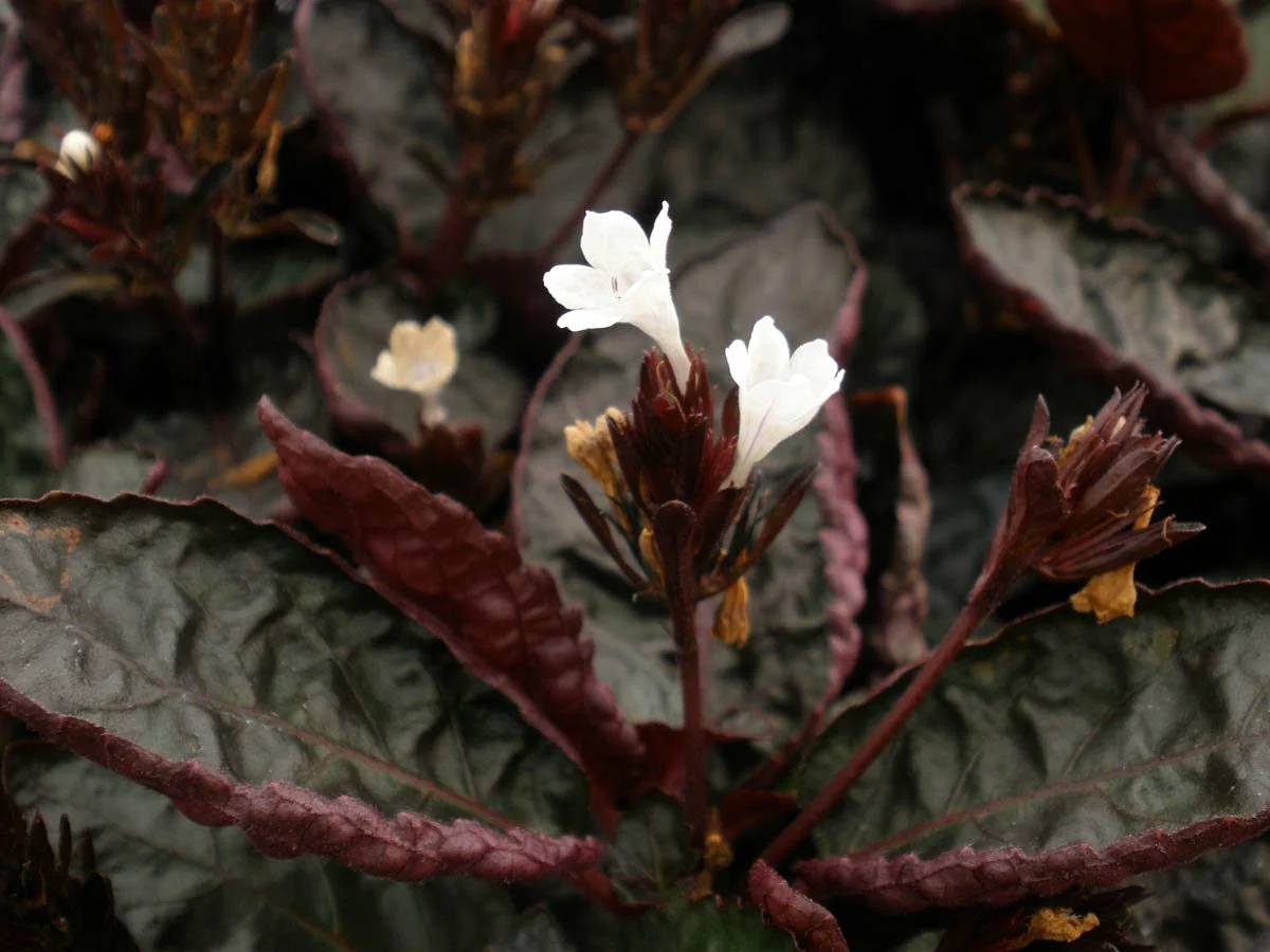 Hemigraphis Exotica 4 Hemigraphis Exotica - Image 2