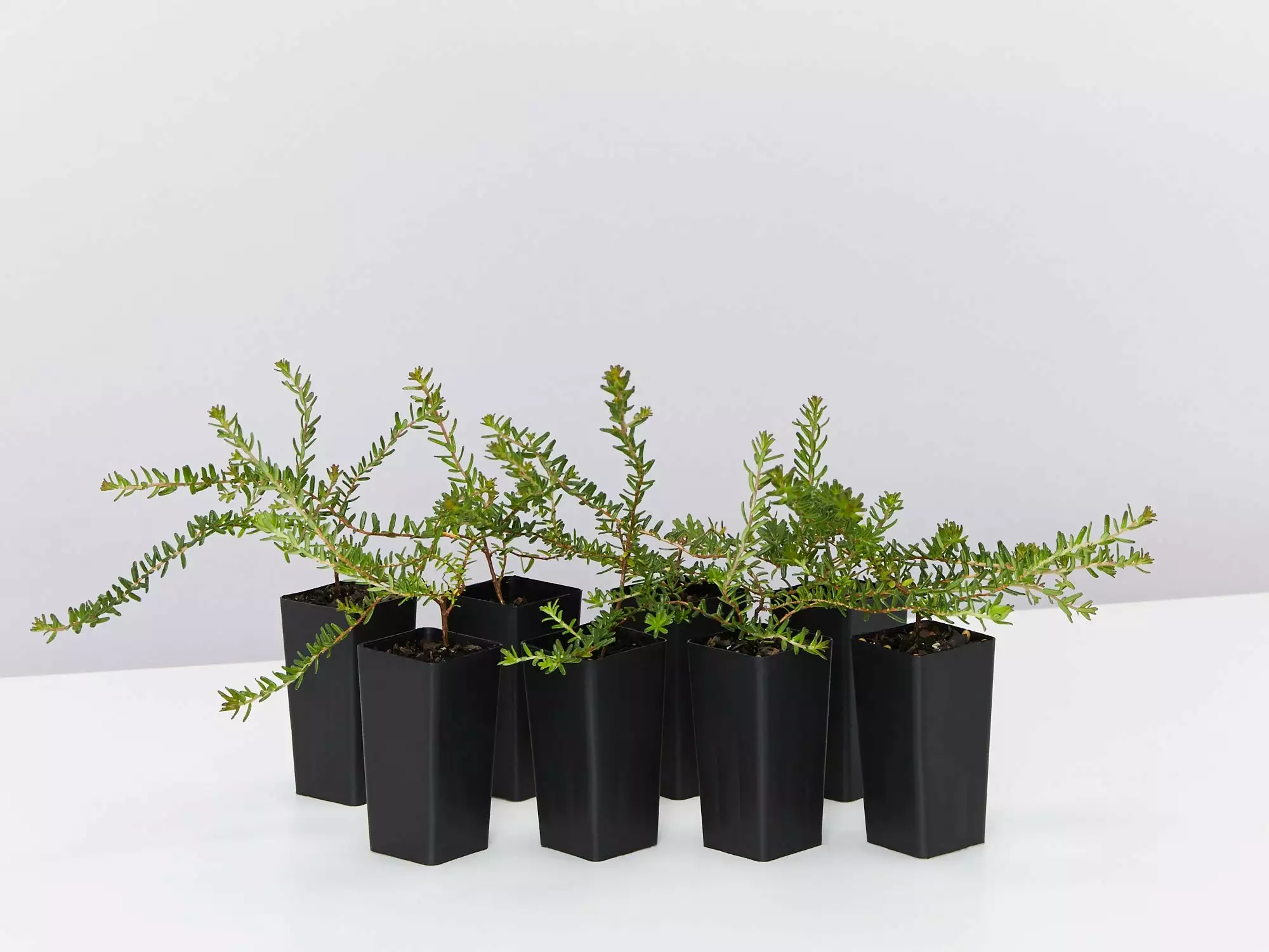 Hibbertia Vestita Little Rocker 3 Hibbertia Vestita Little Rocker