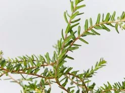 Hibbertia Vestita Little Rocker 8 Hibbertia Vestita Little Rocker -Plants in a Box Sales Shop HibbertaVestitaLittleRocker detail 37ddda7b c46d 4de0 881b 364c07b13ce5