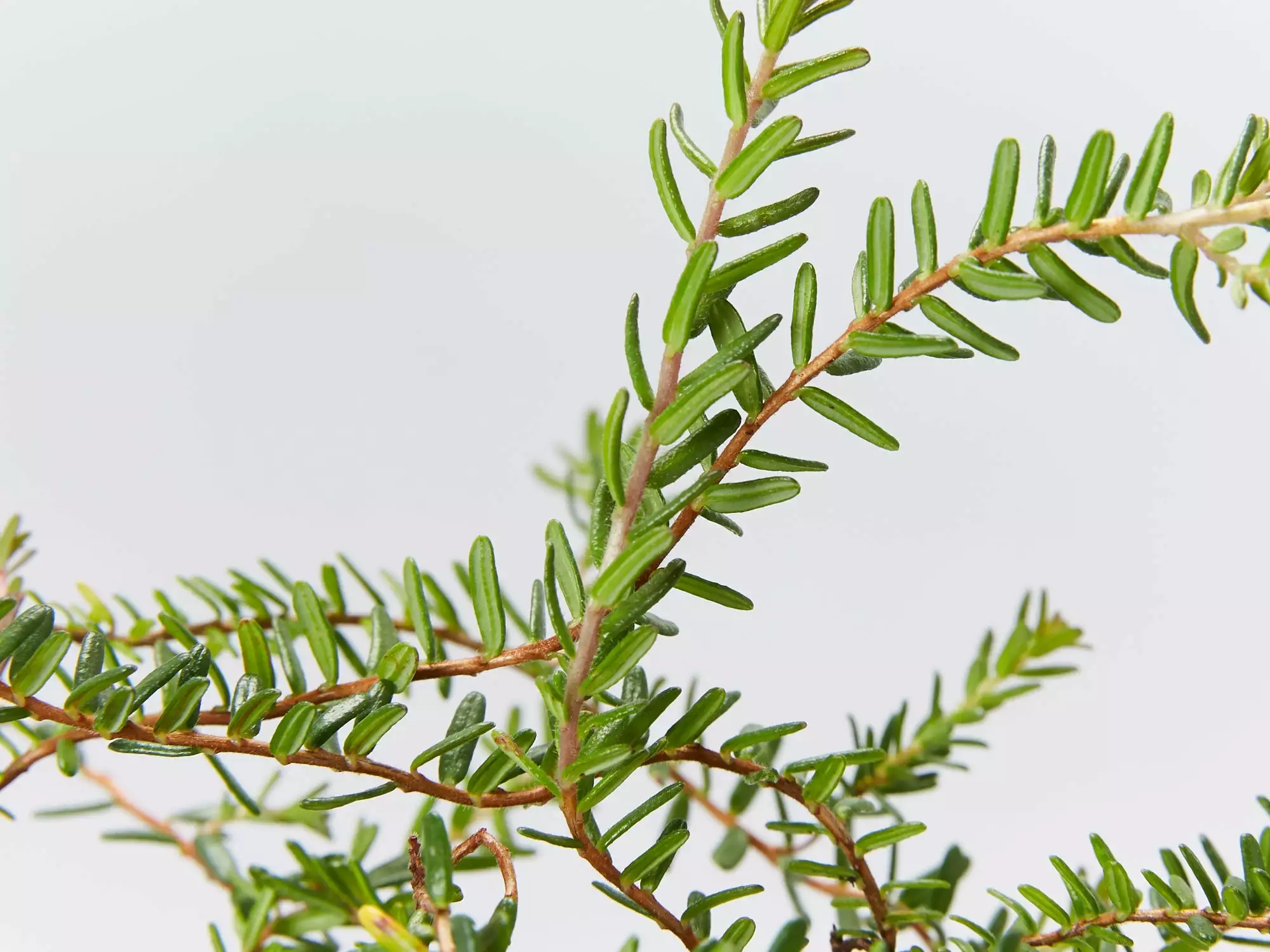 Hibbertia Vestita Little Rocker 5 Hibbertia Vestita Little Rocker - Image 3