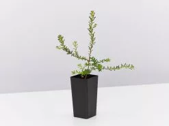 Hibbertia Vestita Little Rocker 9 Hibbertia Vestita Little Rocker -Plants in a Box Sales Shop HibbertaVestitaLittleRocker single 6b40a6a7 a4f8 4194 9c17 327288730fc8