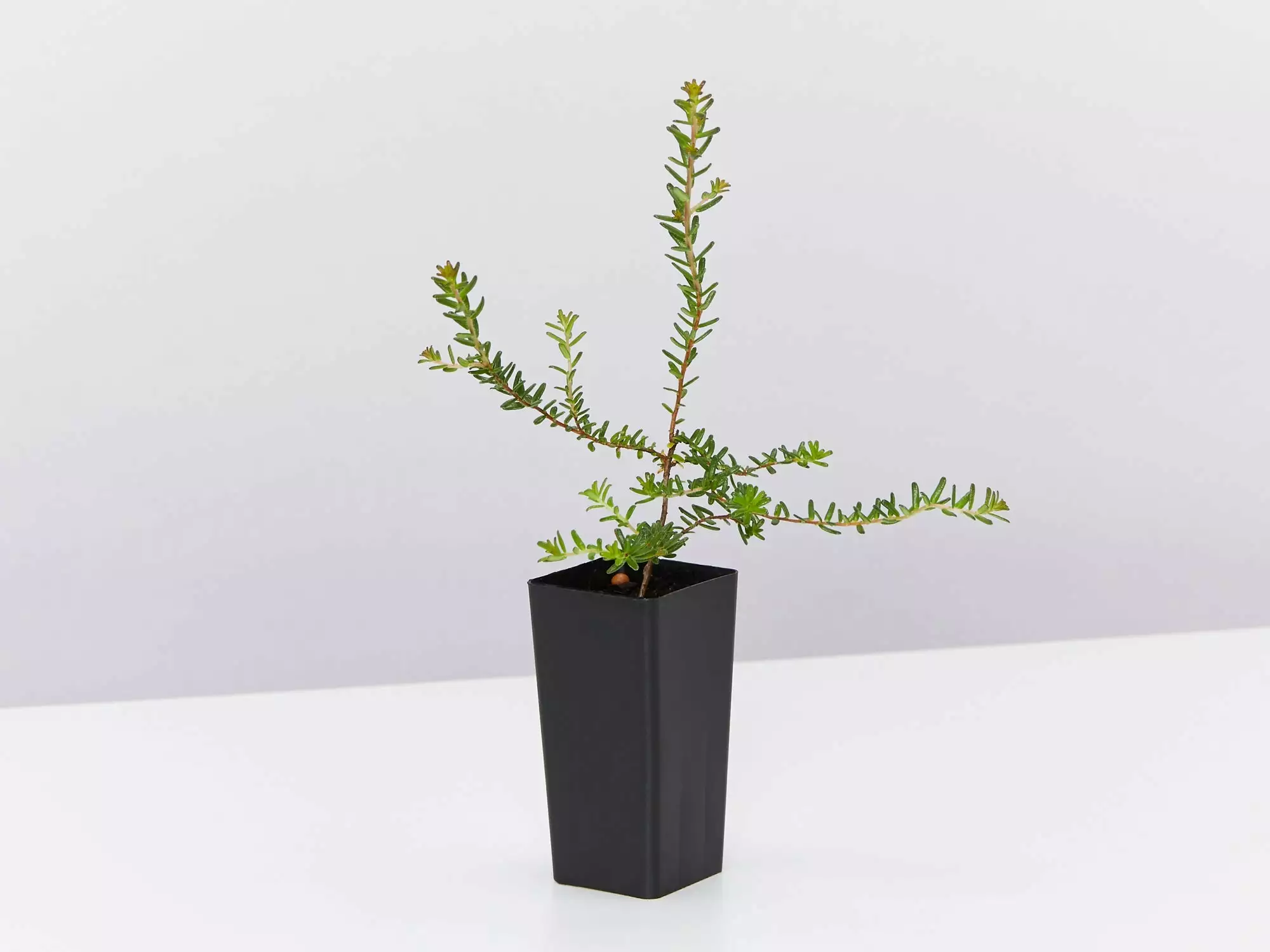 Hibbertia Vestita Little Rocker 6 Hibbertia Vestita Little Rocker - Image 4