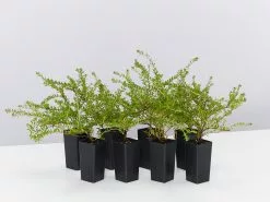 Hibbertia Serpyllifolia