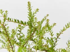 Hibbertia Serpyllifolia -Plants in a Box Sales Shop HibbertiaSerphyllifolia detail e7923990 676e 40c5 9ee9 6cbf56a49dfc