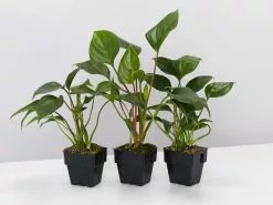 Homalomena 'Emerald Gem' -Plants in a Box Sales Shop HomalomehaEmeraldGem 3plants 4cc3bc6c b3d0 43f9 be0d 69610b4eba71