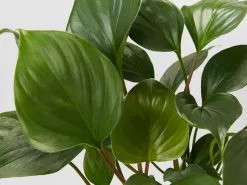 Homalomena 'Emerald Gem' -Plants in a Box Sales Shop HomalomehaEmeraldGem detail 6841f6fe dcec 48f8 aa69 58c4aafe741e