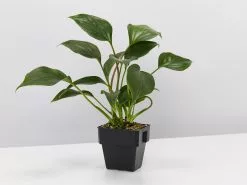 Homalomena 'Emerald Gem' -Plants in a Box Sales Shop HomalomehaEmeraldGem single 1dbc781d 08f5 4817 ad41 4dc0f97e3873