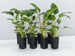 Homalomena 'Emerald Gem'