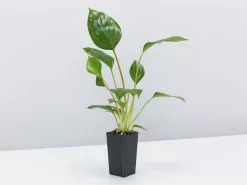 Homalomena 'Emerald Gem' -Plants in a Box Sales Shop HomalomenaEmeraldGem single a6634163 08b8 4727 9328 ca67772f4e83