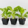 Homalomena Sunshine Gem - Larger Size -Plants in a Box Sales Shop HomalomenaSunshineGem 3plants