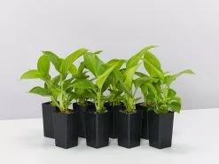 Homalomena Sunshine Gem