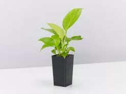 Homalomena Sunshine Gem -Plants in a Box Sales Shop HomalomenaSunshineGem SINGLE d1df069c f204 47b7 b901 0c23520767fb