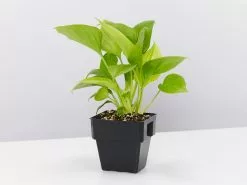 Homalomena Sunshine Gem - Larger Size -Plants in a Box Sales Shop HomalomenaSunshineGem single square