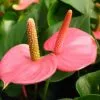 Anthurium Andreanum 'Sugar Love' -Plants in a Box Sales Shop Hot Sale Rare Flower Seeds Pale Pink Anthurium Andraeanu Seeds Balcony Potted Flower Seeds Plants DIY 6f4b104b cfb4 4017 ae85 f3523a242aa7