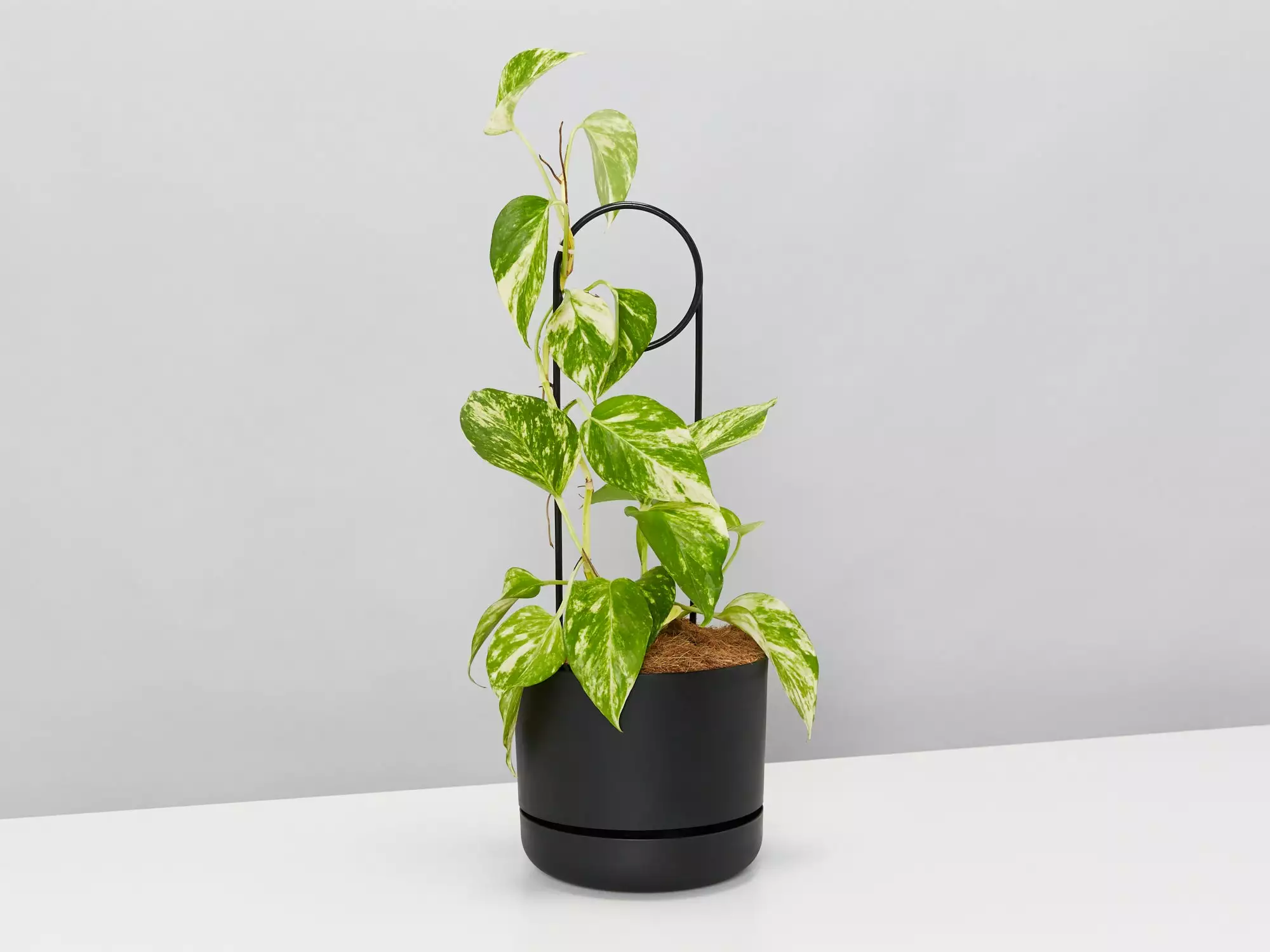 Halo Plant Support Stake 7 Halo Plant Support Stake - Image 5