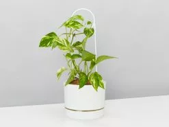 Halo Plant Support Stake 13 Halo Plant Support Stake -Plants in a Box Sales Shop HousewarmingLinenPotPothos single