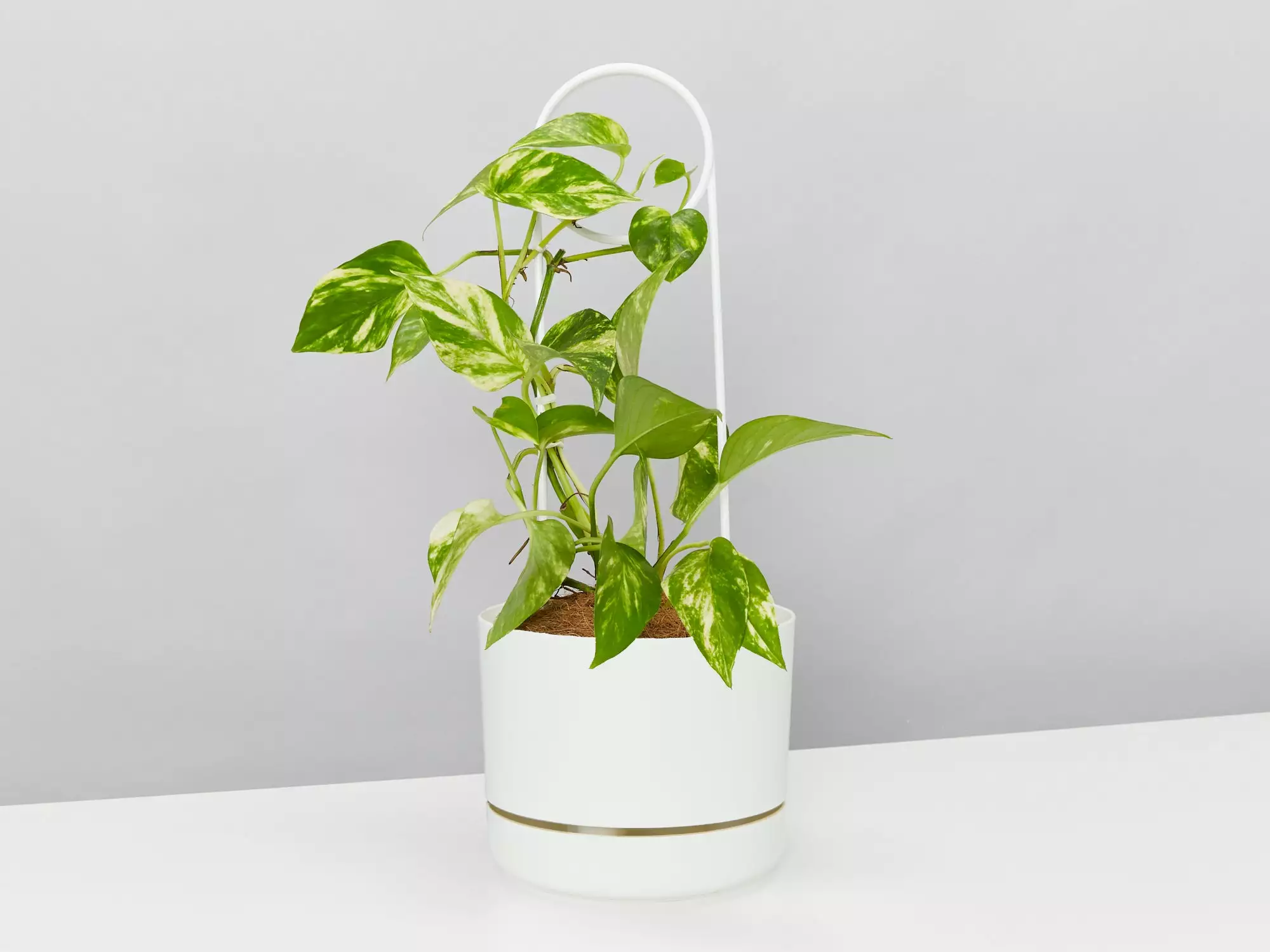 Halo Plant Support Stake 8 Halo Plant Support Stake - Image 6