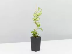 Special Hoya Assorted Plant Pack -Plants in a Box Sales Shop HoyHeuschkeliahaVariegated single