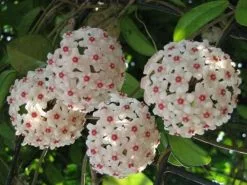 Hoya Carnosa Pink -Plants in a Box Sales Shop Hoya carnosa Wax Plant4 b88ebbc1 c196 4a5f ac0b bfb0aa145a9c