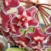 Hoya Pubicalyx -Plants in a Box Sales Shop Hoya pubicalyx Red Buttons flower b413ea62 90df 41cf b0dd 7929c662676e