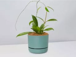 The Pet Friendly Gift Box - Pot + Plant + Soil -Plants in a Box Sales Shop Hoya pubicalyx Silver CbGreenPot f850e95e 1b86 4aeb 83ac 702b7836e871