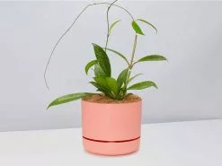 Hoya Pubicalyx - Pot + Plant + Soil -Plants in a Box Sales Shop Hoya pubicalyx Silver PersimmonPot