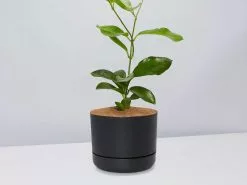 Hoya Australis Australian Native Indoor Plant- Pot + Plant + Soil -Plants in a Box Sales Shop HoyaCarnosaBlackPot single 0dd29c91 85b1 455f 9286 f30c1bea094c