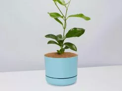 Hoya Australis Australian Native Indoor Plant- Pot + Plant + Soil -Plants in a Box Sales Shop HoyaCarnosaBluePot single 1405bc03 0294 4a8b be34 6ddc5cf59d4a