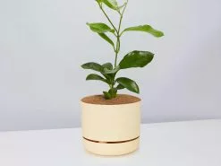 Hoya Australis Australian Native Indoor Plant- Pot + Plant + Soil -Plants in a Box Sales Shop HoyaCarnosaBuffPot single e4696062 6a1e 4135 af40 b1c80176cfc2